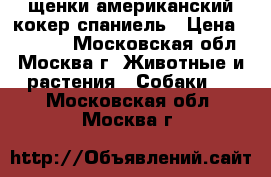 щенки американский кокер спаниель › Цена ­ 15 000 - Московская обл., Москва г. Животные и растения » Собаки   . Московская обл.,Москва г.